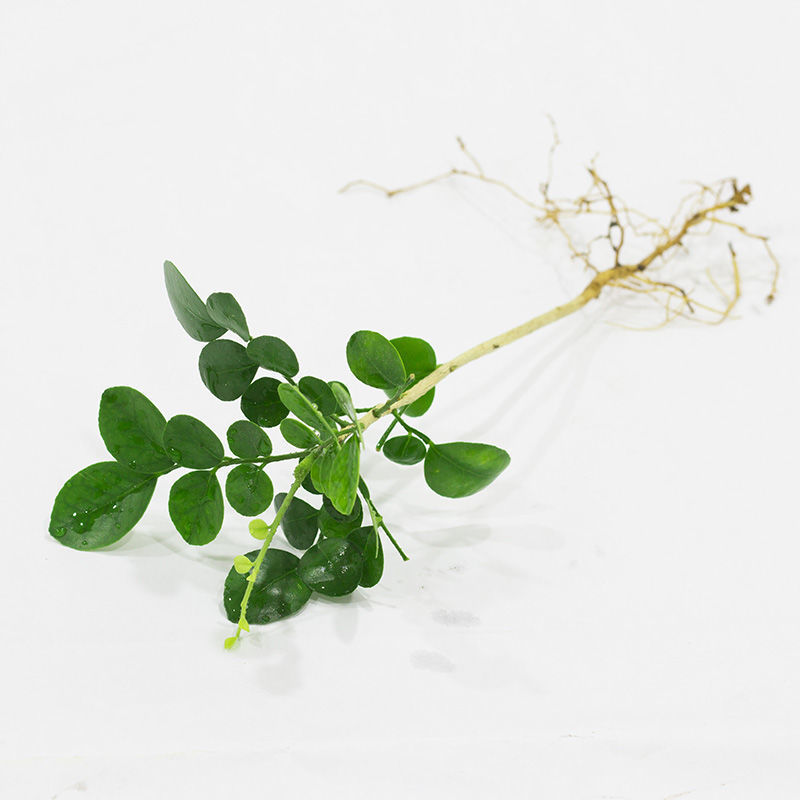 九里香袖珍椰子竹柏罗汉松办公桌室内水培植物绿萝水培土培吸甲醛,淘宝优惠券,粉丝福利购,淘宝优惠卷
