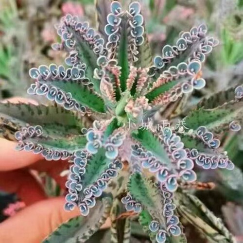 多肉植物宽叶窄叶锦棒叶羽叶落地生根蝴蝶之舞虎纹不死鸟蕾丝 - 图3