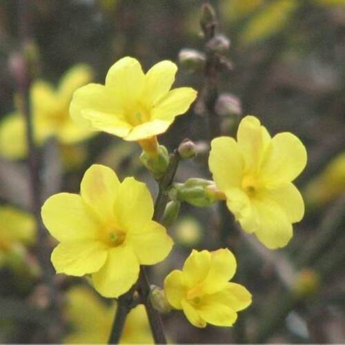 【10颗装】迎春花苗四季盆栽耐寒爬藤植物阳台盆栽庭院当年开花 - 图3