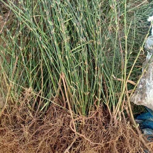 【10颗装】迎春花苗四季盆栽耐寒爬藤植物阳台盆栽庭院当年开花 - 图0