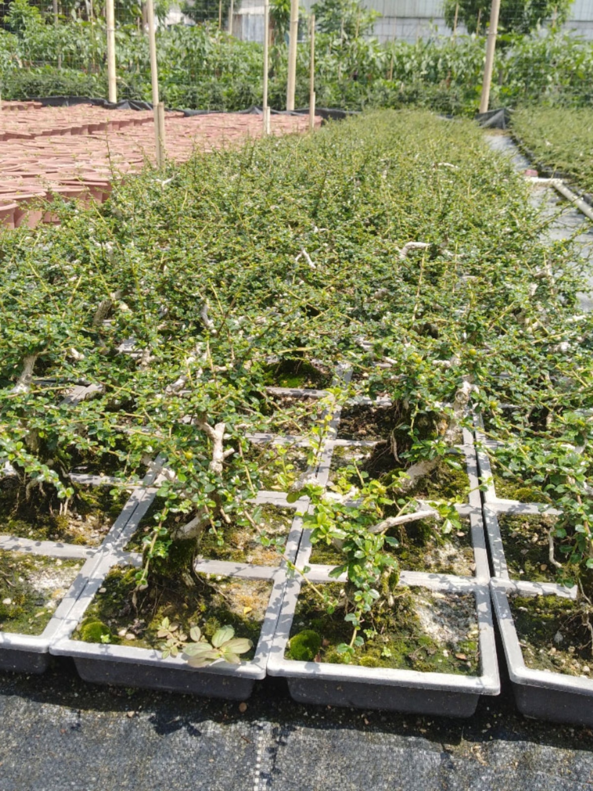 观叶绿植盆栽掌上净化空气茶阳台提根开花树桩果福建桌面老挂盆景 - 图1