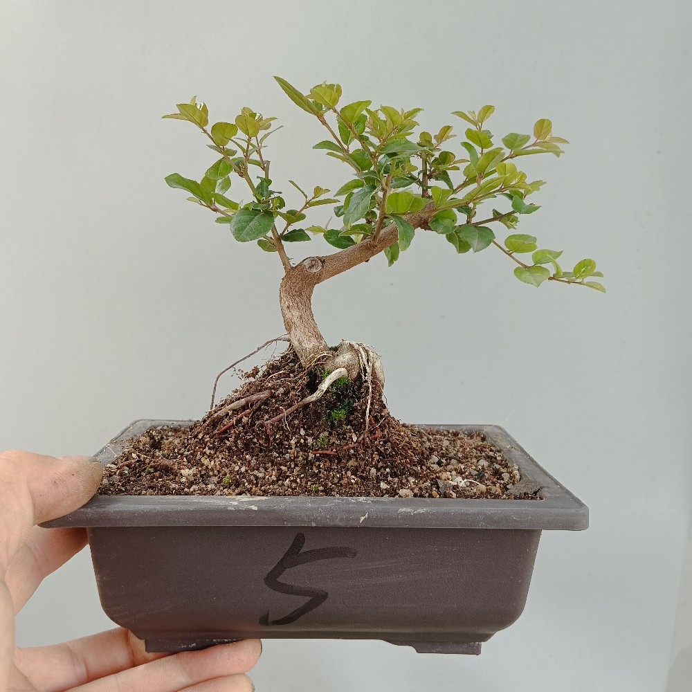 微型雀梅造景植物室内净化空气造形美观阳台盆景绿植耐寒木本直销,淘宝优惠券,粉丝福利购,淘宝优惠卷