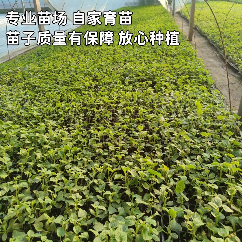 甜瓜苗绿宝石羊角蜜水果种苗香甜瓜大全超甜阳台庭院菜园盆栽四季-图2