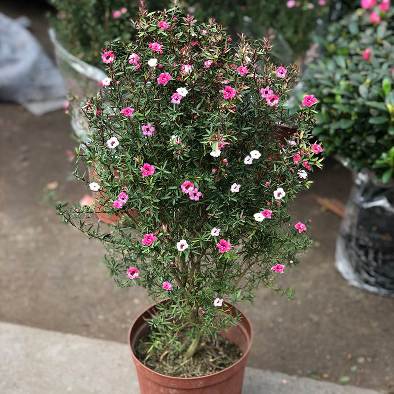 松红梅盆栽带花三色重瓣室内客厅花卉四季庭院耐寒年宵花植物_虎窝淘