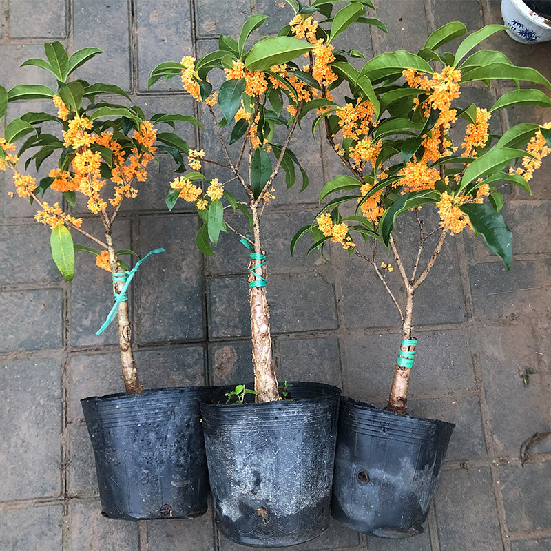 可签到 桂花树盆栽阳台盆景大树苗 热品库 性价比省钱购 可签到 桂花树盆栽阳台盆景大树苗 热品库 性价比省钱购