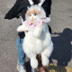 Internet celebrity simulation backpack cat ສໍາລັບເດັກຍິງເດີນທາງນອກ backpack ຖົງ kitten ງາມສໍາລັບເດັກນ້ອຍຂອງຂວັນວັນເກີດ