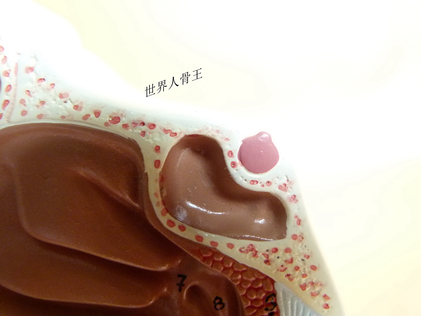 精品 健康人体鼻腔 咽喉解剖模型 鼻咽腔模型 耳鼻喉科 医用模型 - 图0