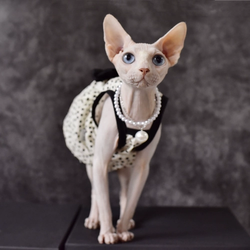 Y · h неожиданная классическая титания черная тибетская юбка летняя тонкая рукавица сахт безволосы