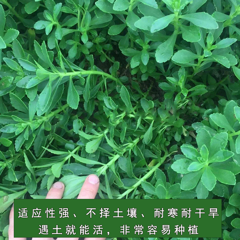 四季阳台盆栽庭院耐寒抗旱景天三七菜种子养心种籽高钙菜救心菜种-图0