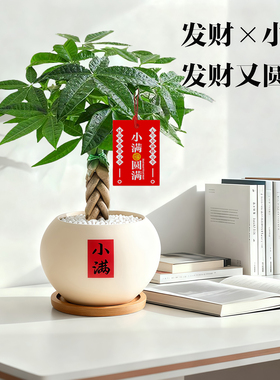 发财树小盆栽室内招财植物摆件