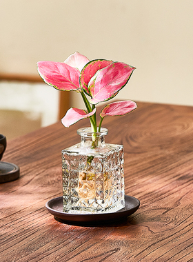 精品吉利红水培植物花卉如意皇后