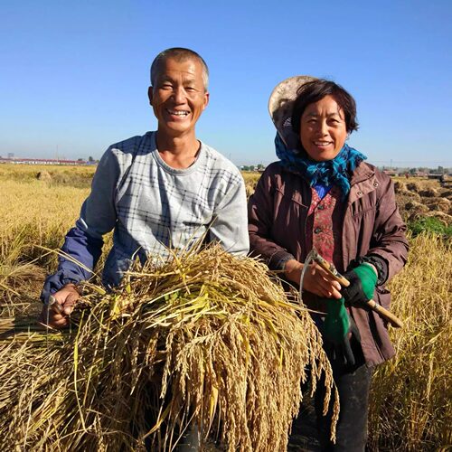 2025年新米东北糯米江米粘米圆粒糯米黏大米酿酒糯米包粽子米 - 图2