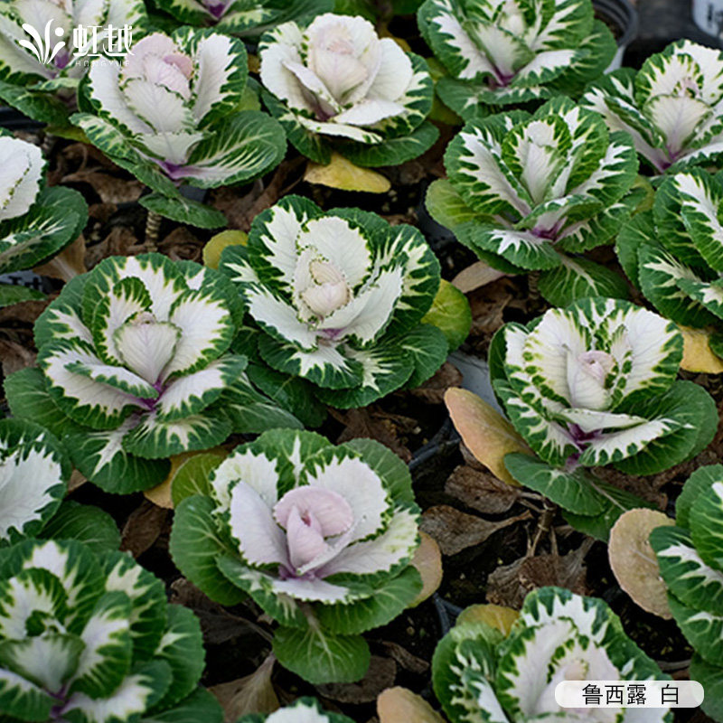 虹越园艺家羽衣甘蓝花卉种苗耐寒好养易活盆栽花园冬季观叶小苗,淘宝优惠券,粉丝福利购,淘宝优惠卷