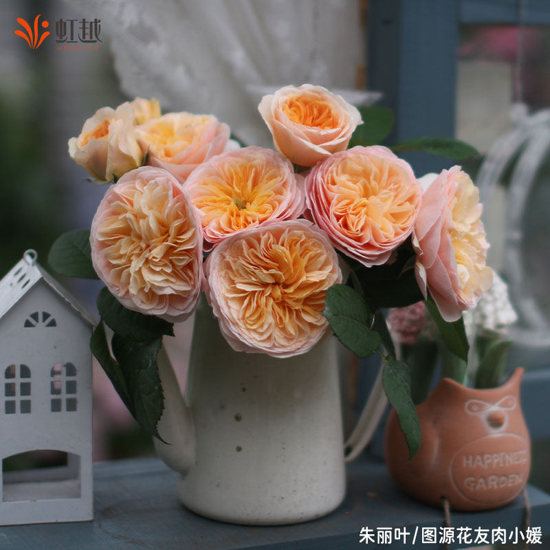 虹越月季蓝色阴雨龙沙蒂娜果汁阳台微型阳台月季小苗盆栽藤本灌木,淘宝优惠券,粉丝福利购,淘宝优惠卷