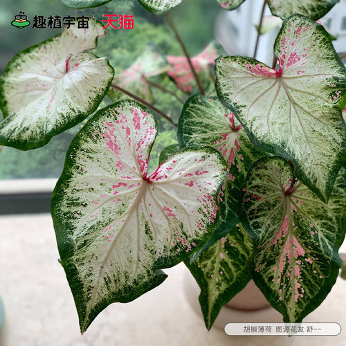 花彩胡椒薄荷种球块根彩叶芋盆栽阳台室内桌面网红观叶绿植物耐热 - 图1