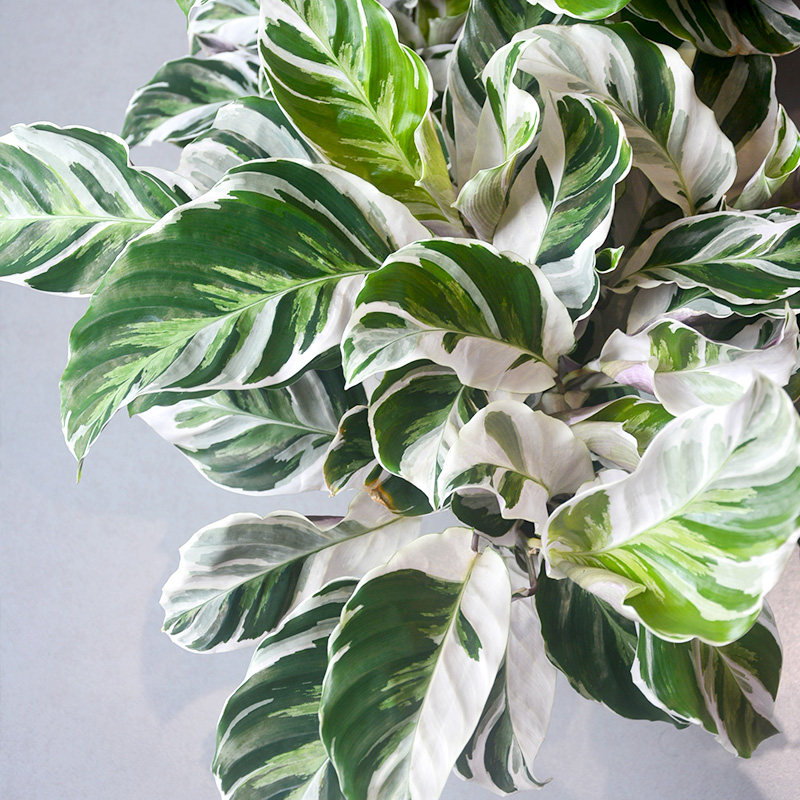 油画竹芋虹越进口网红绿植彩叶奇特桌面办公室盆栽室内顺丰包邮