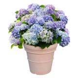 虹越 Yiduo Dream Dream Hydrangea Pot Pot посажен четыре сезона, заканчивая летние гидроника цветок старая куча популярный горшок на открытом воздухе цветок балкон цветок