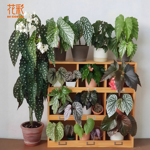 【基地直发】虹越鳟鱼秋海棠盆栽室内绿植阳台好养桌面网红热植物 - 图1