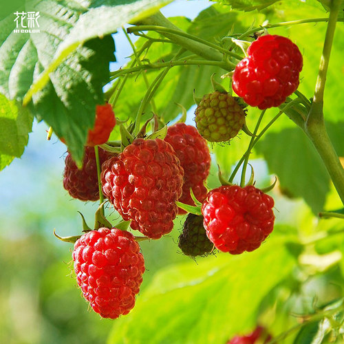 花彩树莓盆栽苗阳台庭院露台地栽南方北方种植悬钩子裸根耐热耐寒 - 图2
