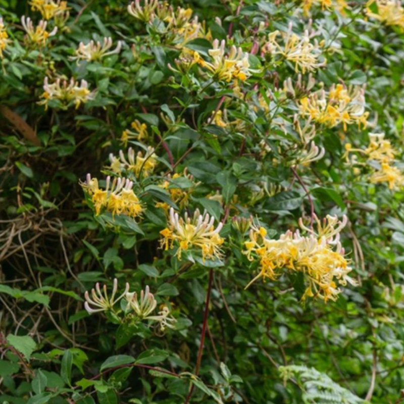 虹越可食用金银花树苗浓香多季开花卉盆栽阳台庭院爬藤植物花期长,淘宝优惠券,粉丝福利购,淘宝优惠卷