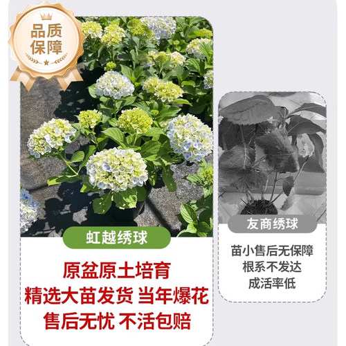 【江浙沪推荐】虹越大花绣球花盆栽阳台无尽夏花手鞠庭院夏季耐热 - 图1