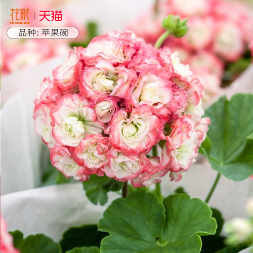 花彩重瓣天竺葵盆栽室内阳台多季开花期长橘子果酱洋绣球爆花量大 - 图3