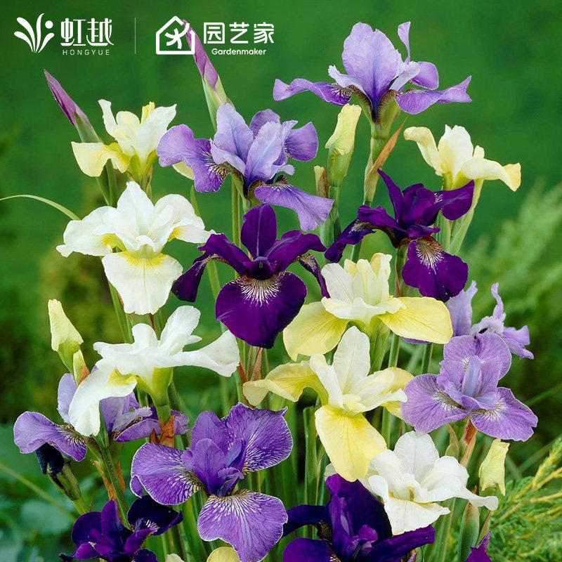 西伯利亚鸢尾花苗裸根苗进口球根花园耐寒耐热多年生花卉植物预售,淘宝优惠券,粉丝福利购,淘宝优惠卷