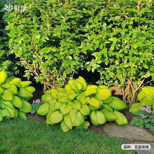 虹越玉簪花盆栽观叶花多年生庭院阳台花园植物耐阴耐寒绿植盆栽苗 - 图3