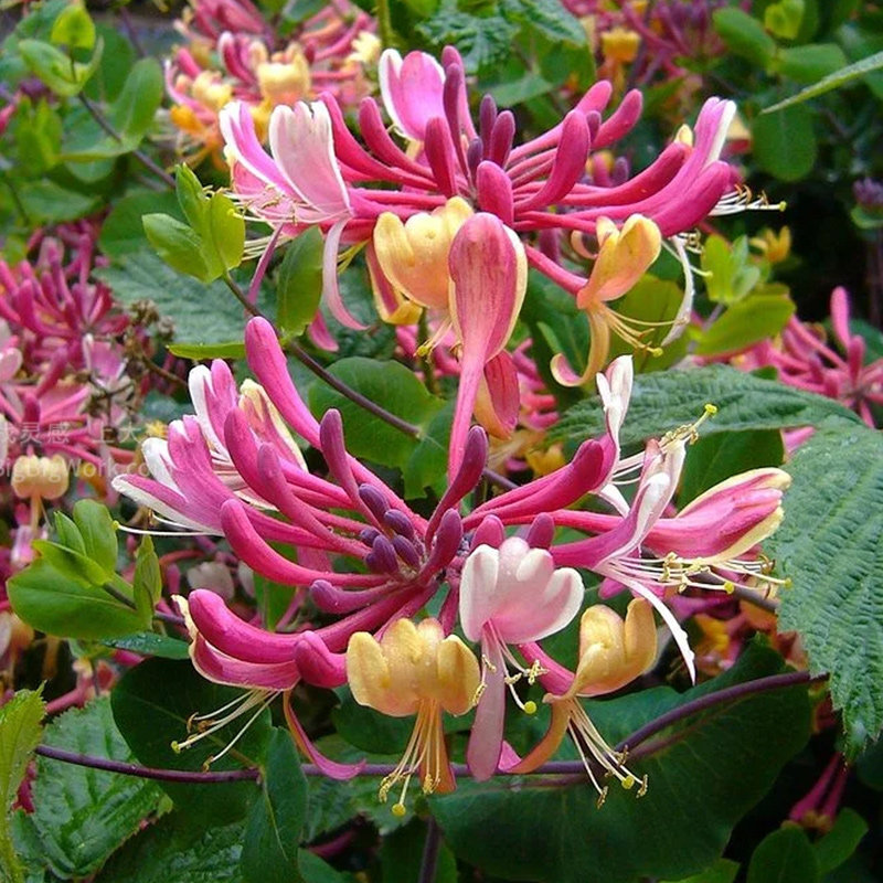 虹越可食用金银花树苗浓香多季开花卉盆栽阳台庭院爬藤植物花期长,淘宝优惠券,粉丝福利购,淘宝优惠卷