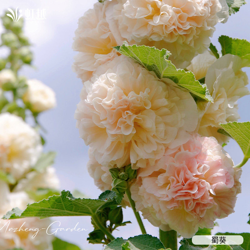 虹越园艺家蜀葵种苗重瓣蜀葵花苗庭院阳台盆栽花卉苗蜀葵苗蜀葵籽,淘宝优惠券,粉丝福利购,淘宝优惠卷