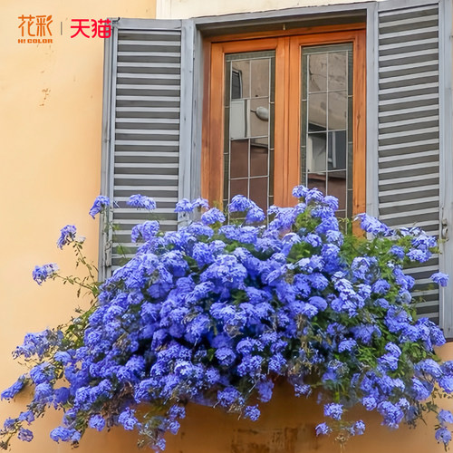 花彩蓝雪花盆栽大苗棒棒糖阳台夏季耐热爆花瀑布植物花墙拱门花卉 - 图2