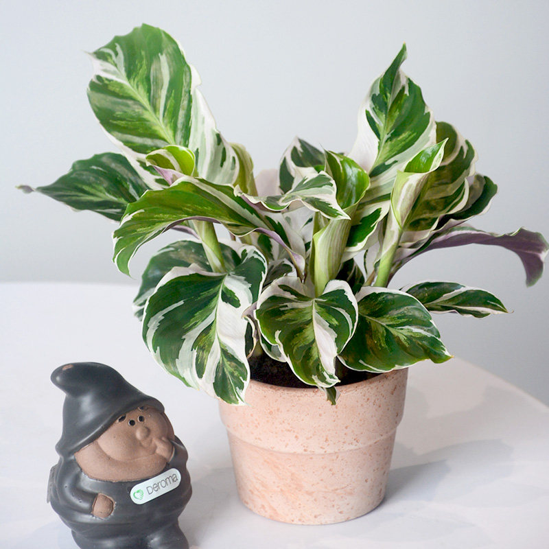 油画竹芋虹越进口网红绿植彩叶奇特桌面办公室盆栽室内顺丰包邮