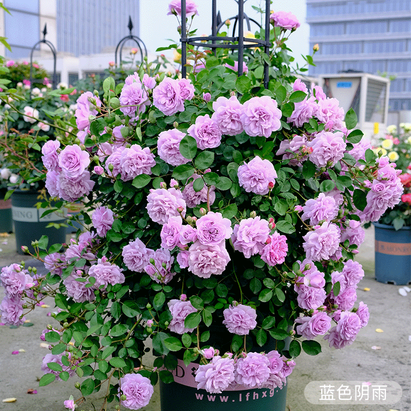 虹越月季花苗龙沙果汁阳台弗洛伦蒂娜灌木爬墙藤本切花盆栽小苗 - 图0