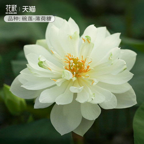 虹越碗莲种藕水培植物迷你荷花夏季耐热睡莲花水养鱼夏季阳台盆栽 - 图2