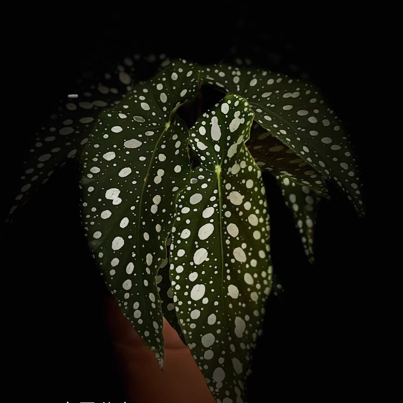 花彩福寿秋海棠盆栽网红ins风绿植办公室桌面观叶懒人低维护耐热,淘宝优惠券,粉丝福利购,淘宝优惠卷