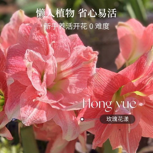 南非进口朱顶红单重瓣种球根阿马尔菲花卉盆栽地栽全国四季可种 - 图1