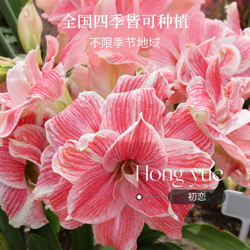 南非进口朱顶红单重瓣种球根阿马尔菲花卉盆栽地栽全国四季可种 - 图3