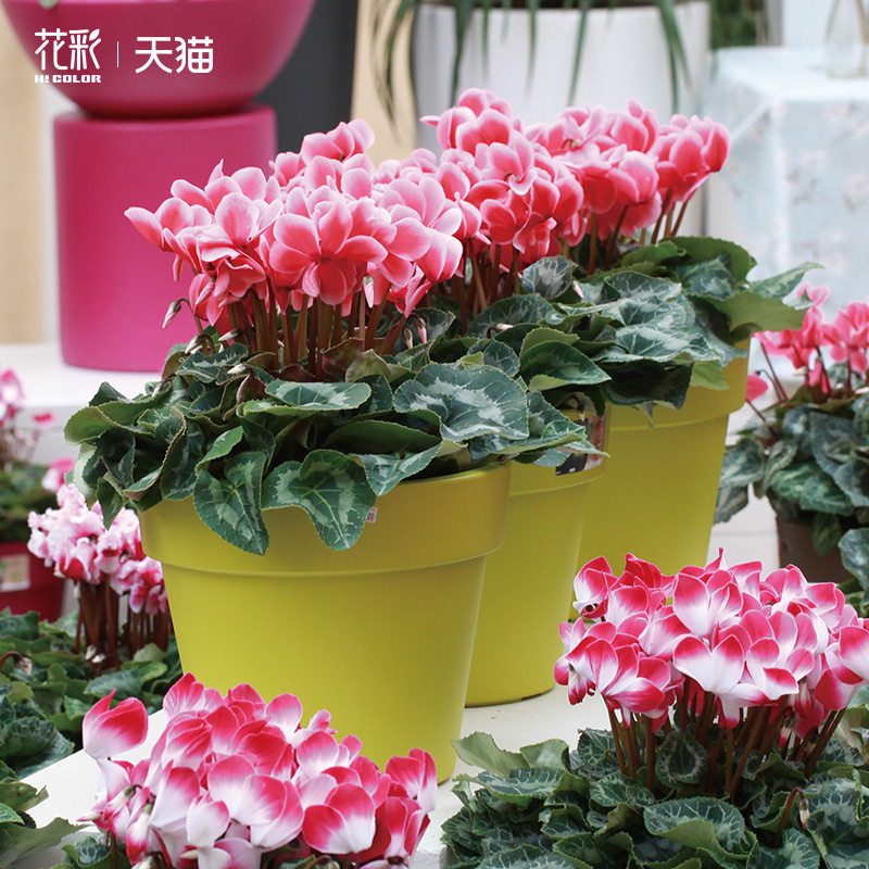 虹越新品仙客来盆栽带花卉植物室内花酒红阳台兔耳送礼年宵花期长,淘宝优惠券,粉丝福利购,淘宝优惠卷