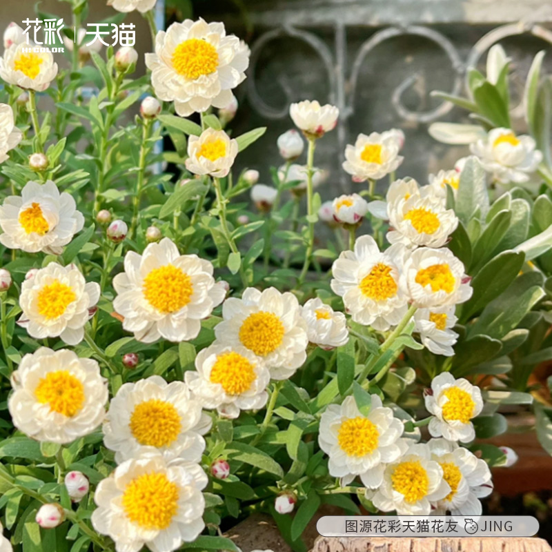 花彩玛格丽特盆栽向日葵非洲菊花纸鳞托菊阳台庭院花园花境种植-图1