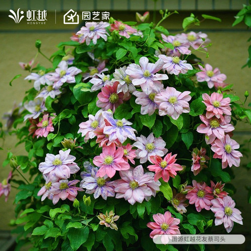 虹越铁线莲小苗乌托邦绿玉小鸭大河蓝光市长美好回忆爬墙攀援花卉 - 图3