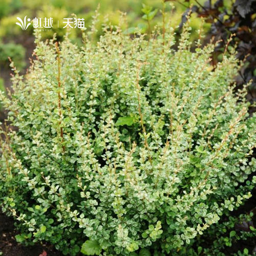 虹越进口小檗花园彩叶耐寒灌木花篱花镜植物矮灌木苗绿篱绿化小苗 - 图1