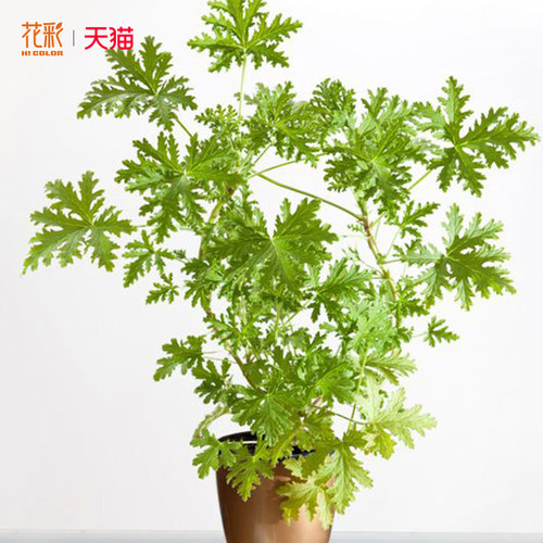 花彩香草植物玫瑰天竺葵盆栽室内驱蚊草桌面阳台香料常绿气味好闻 - 图0
