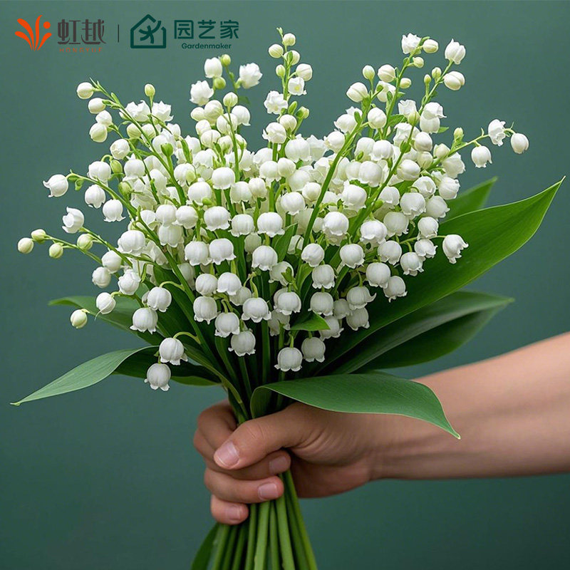 虹越进口铃兰裸根苗阳台盆栽花园庭院花坛种球耐寒多年生草本花卉,淘宝优惠券,粉丝福利购,淘宝优惠卷