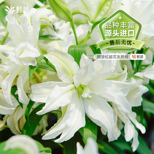 春百合种球根单重瓣花苗荷兰直采香水伊莎贝拉铁炮庭院新手盆栽 - 图1
