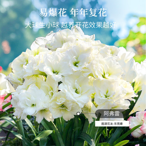 南非进口朱顶红单重瓣种球根阿马尔菲花卉盆栽地栽全国四季可种 - 图0