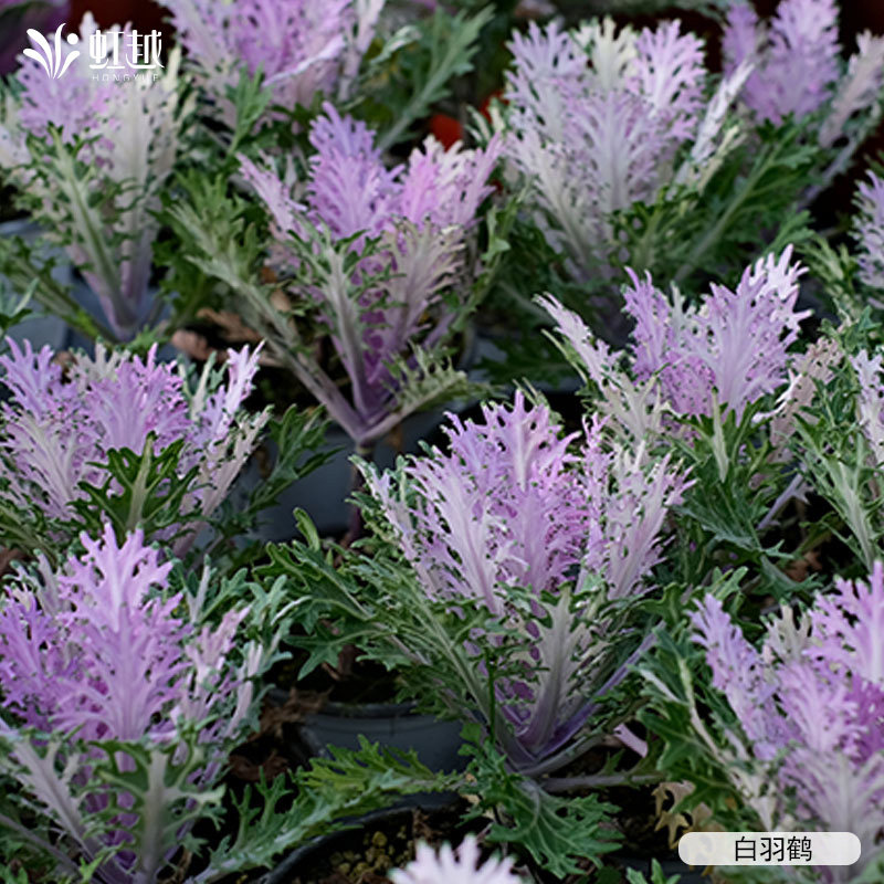 虹越园艺家羽衣甘蓝花卉种苗耐寒好养易活盆栽花园冬季观叶小苗,淘宝优惠券,粉丝福利购,淘宝优惠卷