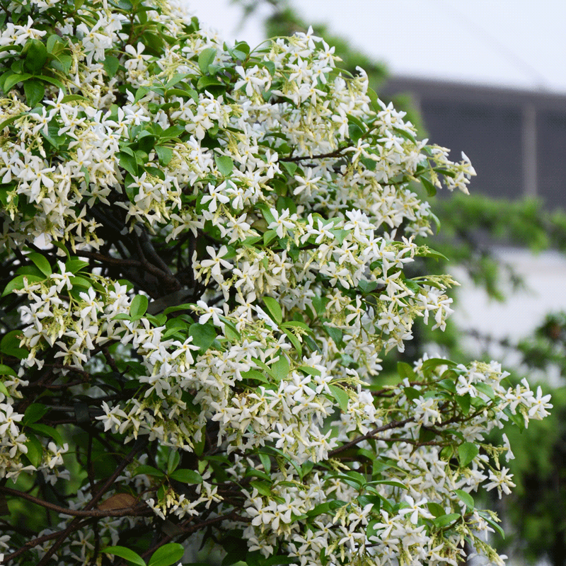 风车茉莉爬藤植物阳台庭院虹越懒人植物常绿浓香花卉粉色络石藤-图3