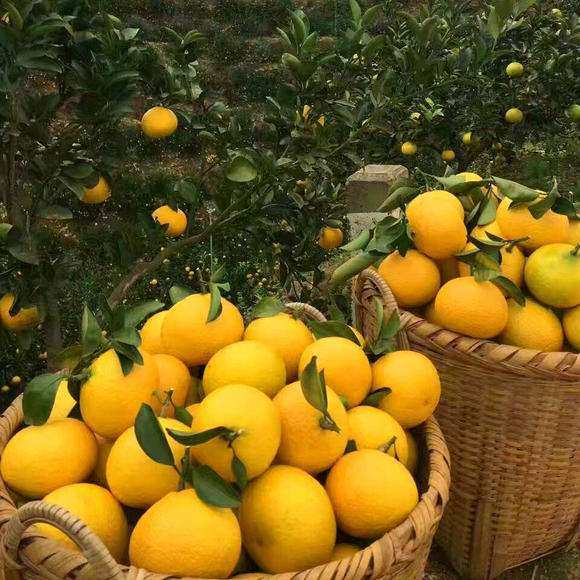 花彩橘子树果苗盆栽果树苗桔柚子春见耙耙柑树苗阳台庭院好养好吃 - 图2