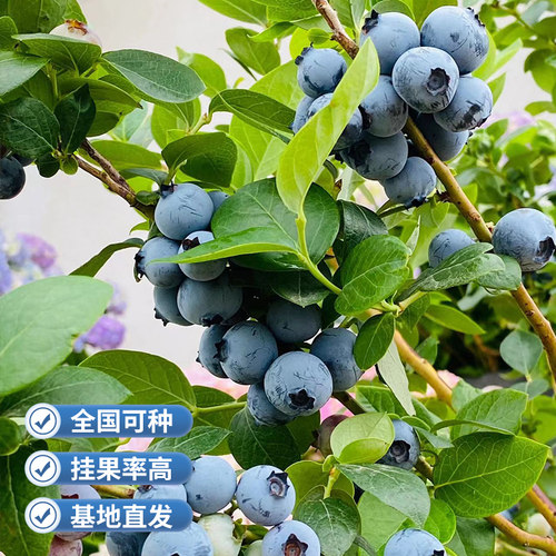 虹越兔眼粉色蓝莓树果苗盆栽庭院矮化粉嘟嘟果树苗南北方种植 - 图0