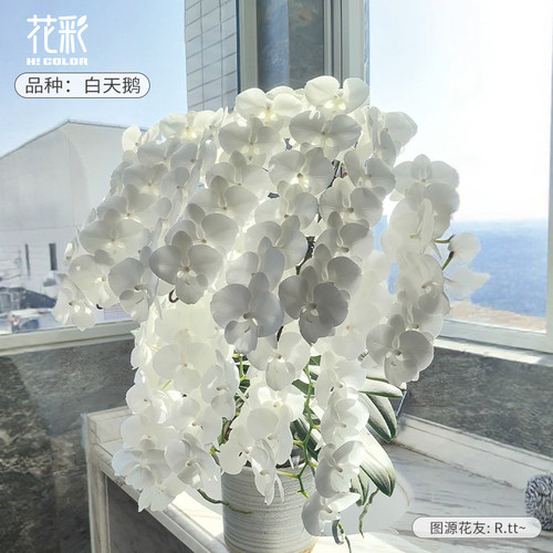 花彩蝴蝶兰花盆栽V3大白带花苞四季开办公室内摆件桌面年宵花期长 - 图1